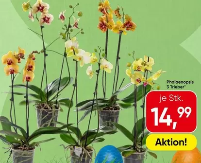 Phalaenopsis 3 Triebe