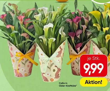 Calla in "Oster-Krafttüte"