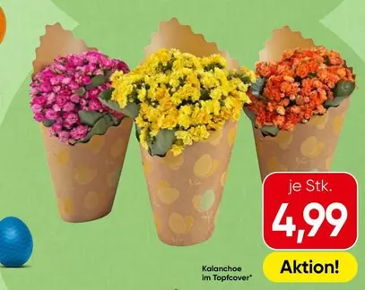 Kalanchoe