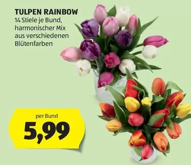 Rainbow - TULPEN RAINBOW