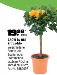 Zitrus-Mix Art.-Nr. 8989097