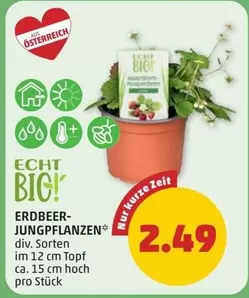 Erdbeer-Jungpflanzen