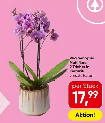 Phalaenopsis Multiflora