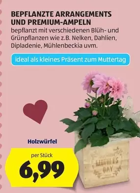 BEPFLANZTE ARRANGEMENTS UND PREMIUM-AMPELN