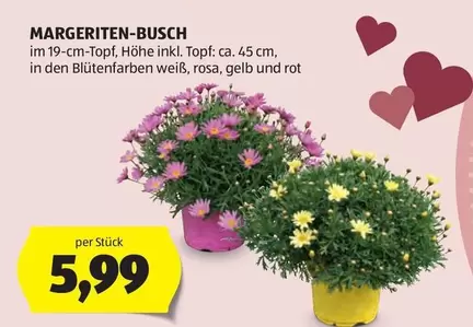 MARGERITEN-BUSCH