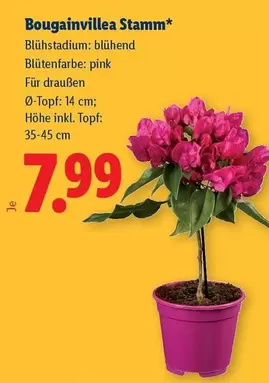Pink - Bougainvillea Stamm*