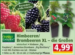Blackberry - Himbeeren/Brombeeren XL