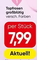 Toprosen großblütig