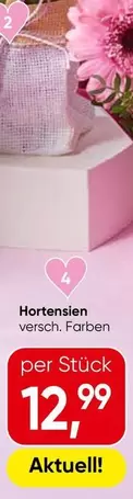 Hortensien