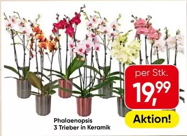Phalaenopsis