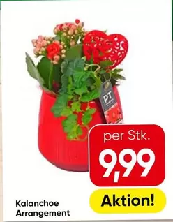 Kalanchoe Arrangement