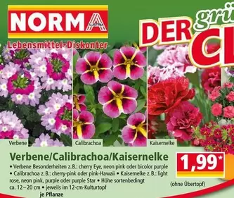Pink - Vebene/Calibrachoa/Kaisernelke