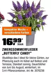 Kleine - ZWERGSOMMERFLIEDER "BUTTERFLY CANDY"