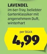 LAVENDEL