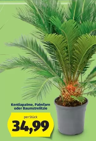 Kentia palm, palm fern or bird of paradise