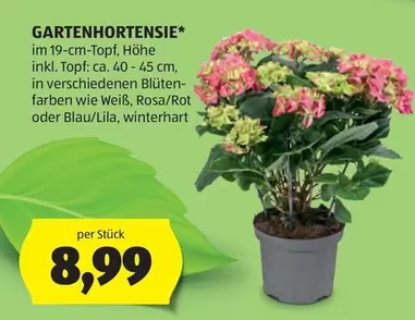 GARTENHORTENSIE*