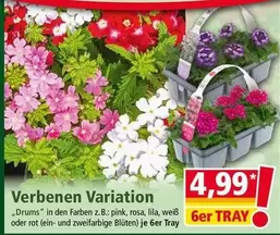 Pink - Verbena Variation