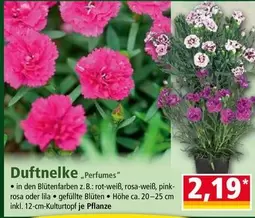 Pink - Duftnelke "Perfumes"