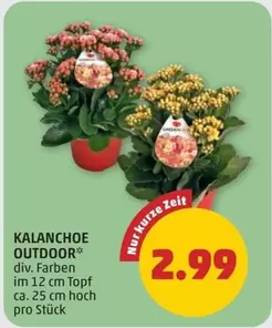 KALANCHOE OUTDOOR
