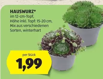 Mix - Hauswurz