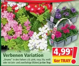 Pink - Verbenen Variation