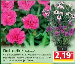 Pink - Duftnelke "Perfumes"