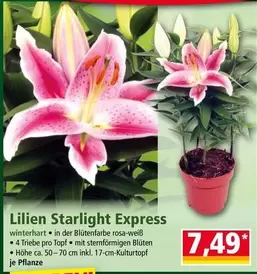 Express - Lilien Starlight