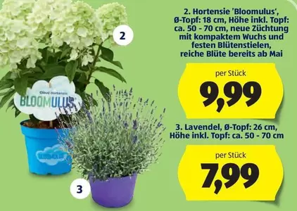 Cloud - Hortensie 'Bloomulus', Hortensie 'Bloomulus'