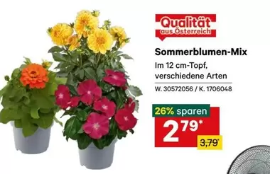 Sommerblumen-Mix W. 30572056 / K. 1706048