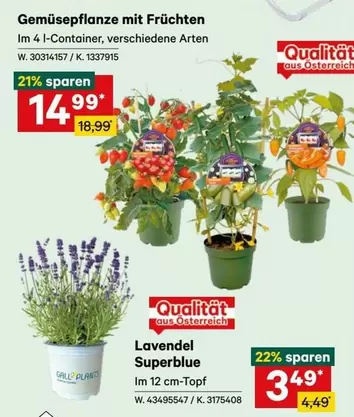 GemüsePflanze mit Früchten Im 4 l-Container, verschiedene Arten W. 30314157 / K. 1337915