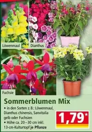 Mix - Sommerblumen