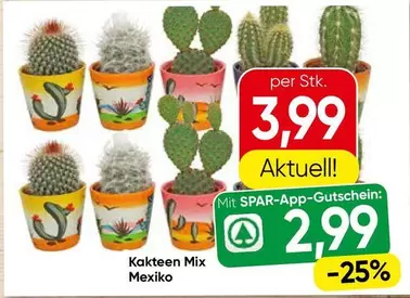 Mix - Kakteen