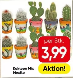 Mix - Kakteen