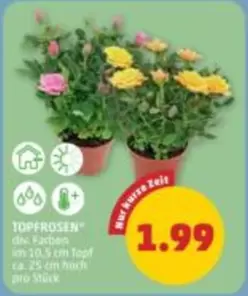 TOPFROSEN