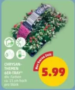 CHRYSANTHEMEN-6ER-TRAY