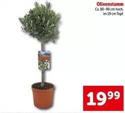 Olivenstamm