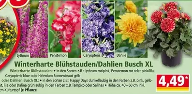 Pink - Winterharte Blühstauden/Dahlien Busch XL