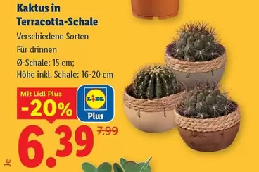 Kaktus in Terracotta-Schale