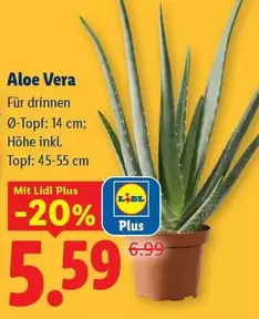Aloe Vera
