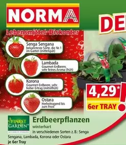 Gourmet - Erdbeerpflanzen winterhart