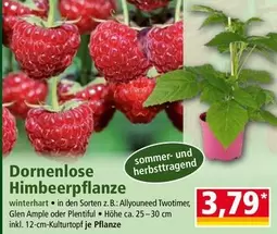 Dornenlose Himbeerpflanze