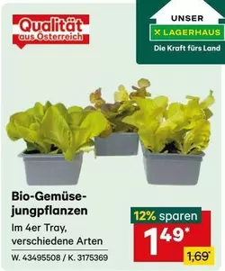 Bio-Gemüse-jungpflanzen Im 4er Tray, verschiedene Arten