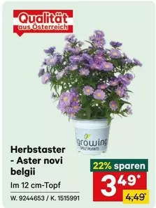 Herbstaster - Aster novi belgii
