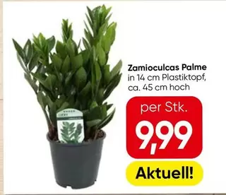 Zamioculcas Palme
