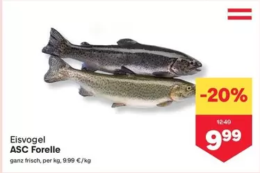 ASC Forelle
