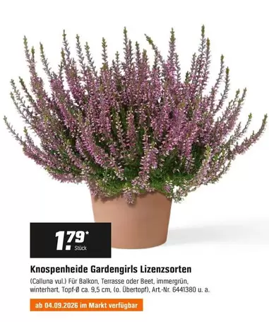 Knospentheide Gardengirls Lizenzsorten