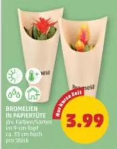 Bromelien in Papiertüte