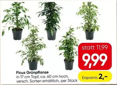 Ficus Grünpflanze