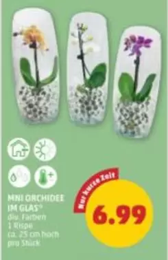 Mini Orchidee im Glas