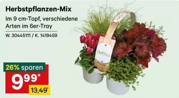 Herbstpflanzen-Mix W. 30445111 / K. 1419459